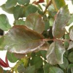 Το ωίδιο της τριανταφυλλιάς αποτελεί μια πολύ κοινή ασθένεια για την καλλιέργεια της τριανταφυλλιάς Sphaerotheca pannosa var. rosae