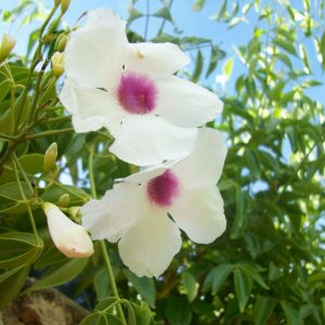 Βιγνόνια πολυανθής (Πανδορέα) (Bignonia semperflorens ) είναι θάμνος αειθαλής, αναρριχώμενος. Ανθίζει από άνοιξη μέχρι αργά το φθινόπωρο με άνθη χοανοειδή,