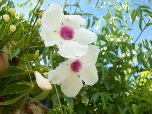 Βιγνόνια πολυανθής (Πανδορέα) (Bignonia semperflorens ) είναι θάμνος αειθαλής, αναρριχώμενος. Ανθίζει από άνοιξη μέχρι αργά το φθινόπωρο με άνθη χοανοειδή,