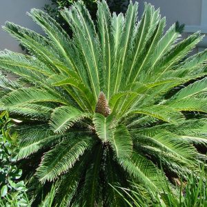 ΤΤο Τσίκας (Cycas revoluta) είναι φυτό αειθαλές, αργής ανάπτυξης, που φτάνει σε ύψος μέχρι 2,5 μέτρα. Φύλλα φτεροσχιδή, μήκους 1 έως 1,5 μέτρα