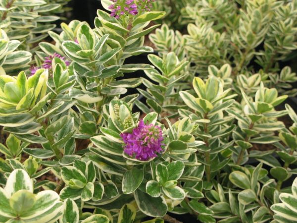 Η Βερονίκη (Hebe Veronica / speciosa) είναι θάμνος αειθαλής, που φτάνει σε ύψος 0,5 έως 1,5 μέτρο. Τα φύλλα της μπορεί να είναι πράσινα ελλειψοειδούς σχήματος. Ανθίζει όλο τον χρόνο με άνθη μενεξεδένια. Κατάλληλη για μπορντούρες, για χρωματικές κηλίδες στο γκαζόν, σε βραχόκηπους.