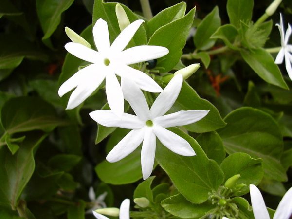 Το Γιασεμί σαμπάκ - Φούλι μονό (Jasminum sambac) είναι ένα είδος γιασεμιού με μεγάλα άσπρα άνθη, αρωματικά νωρίς την Άνοιξη έως τέλος του Φθινοπώρου