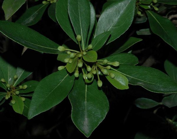 Η Αγγελική μικρόφυλλη (Pittosporium heterophyllum) είναι θάμνος αειθαλής, που φτάνει μέχρι τα 4 μέτρα, με πυκνή βλάστηση και μικρά φύλλα, δερματώδη.