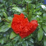Η Ροδιά νάνα είναι θάμνος φυλλοβόλος, γρήγορης ανάπτυξης που φτάνει σε ύψος τo 1 μέτρο. Ανθίζει από το Μάιο έως τον Αύγουστο με άνθη μικρά, πολλά κόκκινο-πορτοκαλί. Κάνει καρπούς κόκκινους, μικρούς, με εξαιρετική καλλωπιστική αξία. Είναι φυτό ευαίσθητο στο ψύχος, προτιμά ηλιόλουστες θέσεις φύτευσης, εδάφη δροσερά, τακτικά αρδευόμενα.