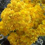 Η Σινεράρια (Cineraria maritina) είναι θάμνος αειθαλής, ύψους μέχρι 0,5 μέτρα. Άνθη μικρά, κίτρινα, εμφανιζόμενα το καλοκαίρι. Είναι φυτό κατάλληλο για μπορντούρες και για παραθαλάσσιες φυτεύσεις. Ανθεκτικό στην ημισκιά.