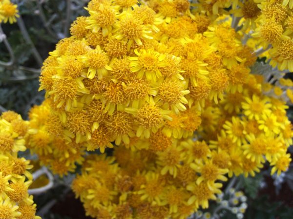 Η Σινεράρια (Cineraria maritina) είναι θάμνος αειθαλής, ύψους μέχρι 0,5 μέτρα. Άνθη μικρά, κίτρινα, εμφανιζόμενα το καλοκαίρι. Είναι φυτό κατάλληλο για μπορντούρες και για παραθαλάσσιες φυτεύσεις. Ανθεκτικό στην ημισκιά.