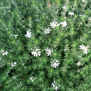 Η Βεστρίτσια (Westringia fruticosa) είναι θάμνος αειθαλής, σφαιρικού σχήματος με μικρά στενόμακρα φύλλα χρώματος βαθυπράσινου στην επάνω επιφάνεια και ασημογκρί στην κατω. Ανθίζει από άνοιξη έως φθινόπωρο με λευκά ή μωβ άνθη. Φτάνει σε ύψος 1 με 1,5 μέτρα.