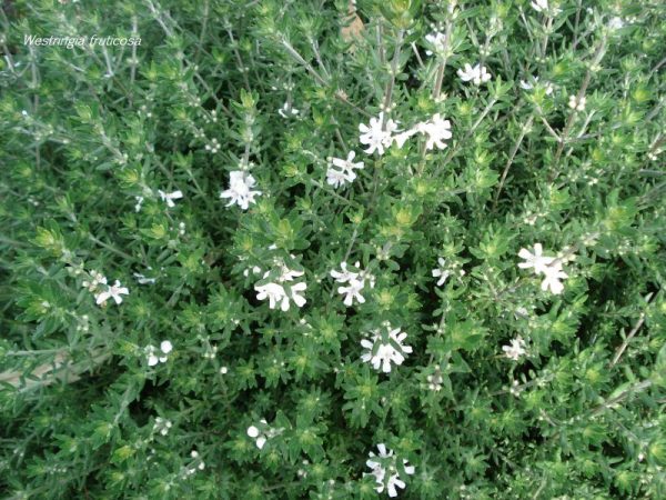 Η Βεστρίτσια (Westringia fruticosa) είναι θάμνος αειθαλής, σφαιρικού σχήματος με μικρά στενόμακρα φύλλα χρώματος βαθυπράσινου στην επάνω επιφάνεια και ασημογκρί στην κατω. Ανθίζει από άνοιξη έως φθινόπωρο με λευκά ή μωβ άνθη. Φτάνει σε ύψος 1 με 1,5 μέτρα.