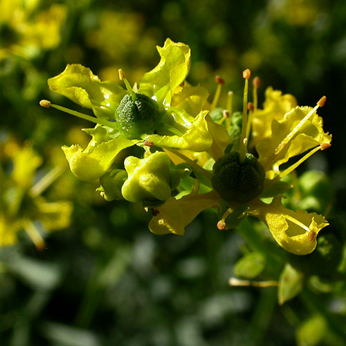Ο Απήγανος ανήκει στην οικογένεια Rutaceae, στο είδος Anethum graveolens. Είναι φυτό με αναμφισβήτητες, διεγερτικές, διουρητικές, πεπτικές