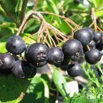 Η Αρώνια ανήκει στην οικογένεια των Rosaceae, με κυριότερο καλλιεργούμενο είδος το Aronia melanocarpa. Είναι επίσης γνωστή ως black chokeberry. Η καταγωγή της είναι από την Βόρεια Αμερική και στην Ευρώπη καλλιεργήθηκε τα τελευταία πενήντα χρόνια.