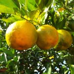 Το περγαμόντο είναι ο καρπός του δέντρου Περγαμοντιά (Citrus bergamia) ή αλλιώς Κίτρον το περγάμιον
