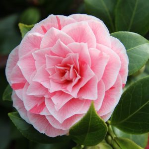 Η Καμέλια (Camellia japonica) είναι αειθαλής θάμνος, μεγάλης καλλωπιστικής αξίας
