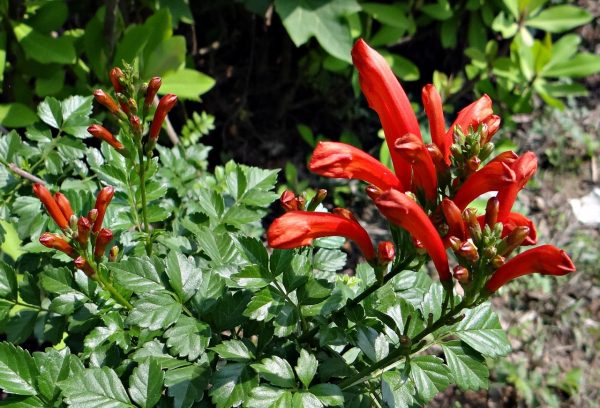 Η Βιγνόνια καπένσις ανθίζει Ιούλιο - Δεκέμβριο. Έχει άνθη σωληνοειδή πορτοκαλοκόκκινα σε επάκριες ταξιανθίες και φύλλα μικρά σύνθετα με έντονο σκούρο χρώμα. ευαίσθητο στο κρύο.