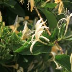 Το Αγιόκλημα το ιαπωνικό (Lonicrera japonica) είναι φυτό αναρριχώμενο, αειθαλές ή ημιαειθαλές, με βαθυπράσινα φύλλα, μπορεί να φτάσει σε ύψος τα 8 - 12 μέτρα.