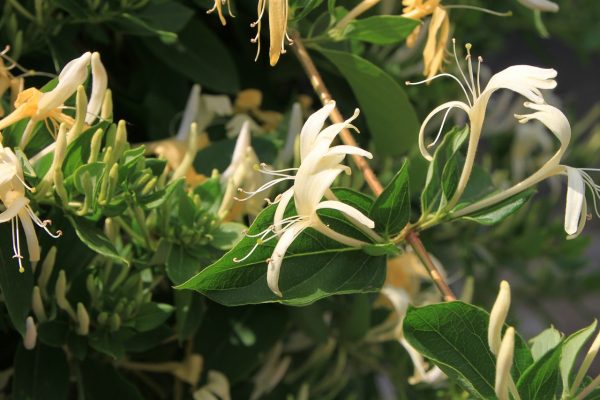 Το Αγιόκλημα το ιαπωνικό (Lonicrera japonica) είναι φυτό αναρριχώμενο, αειθαλές ή ημιαειθαλές, με βαθυπράσινα φύλλα, μπορεί να φτάσει σε ύψος τα 8 - 12 μέτρα.