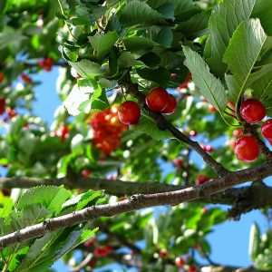 Η Κερασιά ανήκει στην οικογένεια Rosaceae, στο γένος Prunus avium L. Η κερασιά είναι δένδρο φυλλοβόλο, μεγάλου μεγέθους, με βλάστηση συνήθως ορθόκλαδη. Τα φύλλα της είναι απλά, διπλά οδοντωτά και αδενοφόρα.
