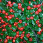 cotoneaster-438353_1280