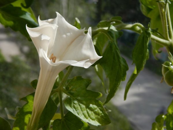 Η Ντατούρα είναι αειθαλής ή ημιαειθαλής θάμνος που φτάνει τα 2 μέτρα ύψος. Φέρει στενόμακρα ωοειδή φύλλα. Ανθοφορεί καλοκαίρι φθινόπωρο με χαρακτηριστικά λευκά άνθη,