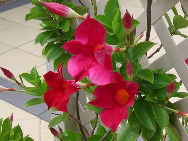 Η Διπλαδένια (Dipladenia splendens) είναι αειθαλές αναρριχώμενο φυτό με ύψος έως 3 μέτρα. Έχει γυαλιστερά πράσινα φύλλα και ανθίζει δίνοντας εντυπωσιακά ροζ - φούξια άνθη
