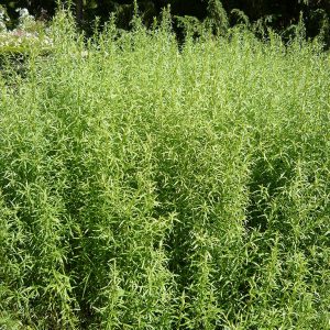 Η Εστραγκόν - Αρτεμισία ανήκει στην οικογένεια Compositae και στο είδος Artemisia dracunculus. Χρησιμοποιείται σε περιπτώσεις ανορεξίας