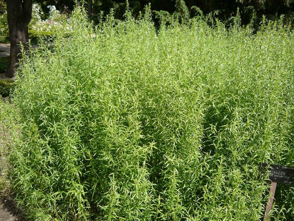 Η Εστραγκόν - Αρτεμισία ανήκει στην οικογένεια Compositae και στο είδος Artemisia dracunculus. Χρησιμοποιείται σε περιπτώσεις ανορεξίας
