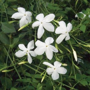 Το Γιασεμί Χιώτικο (Jasminum grandiflorum) είναι θάμνος αναρριχώμενος, αειθαλής ( σε ζεστά κλίματα ) ή φυλλοβόλος που φτάνει μέχρι και τα 5 μέτρα. Ανθίζει συνέχως από Ιούνιο μέχρι Δεκέμβριο με άνθη λευκά πολύ αρωματικά