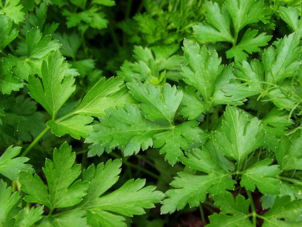 Ο Μαϊντανός ανήκει στην οικογένεια Umbrelliferae και στο είδος Petroselinum hortense. Τα φύλλα περιέχουν μεγάλες ποσότητες από βιταμίνη Α και C. Περιέχει επίσης ένα πολύ ισχρό αιθέριο έλαιο, στο οποίο αποδίδουν και αφροδισιακές ιδιότητες.