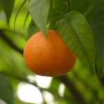 Το μανταρίνι προέρχεται από την Μανταρινιά, (επιστημονικά: Citrus reticulata, Κιτρέα η δικτυωτή), ενός μικρού εσπεριδοειδούς δένδρου