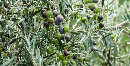 Από το 1970 εφοδιάζουμε με συνέπεια και υπευθυνότητα του παραγωγούς της Κρήτης με τα Φυτώρια Ελιάς μας. Τα φυτώρια προέρχονται από κλωνική επιλογή της εκλεκτής ποικιλίας Κορωνέϊκης.