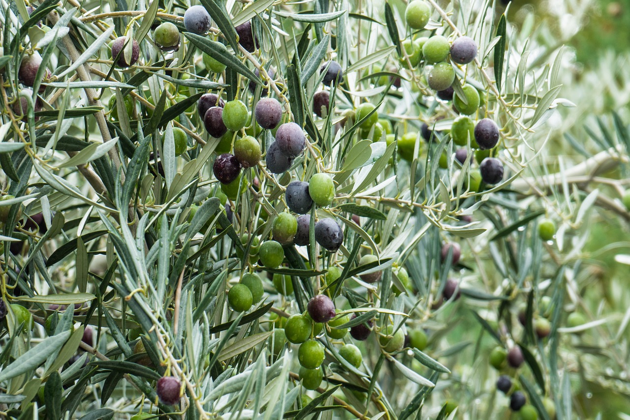 Από το 1970 εφοδιάζουμε με συνέπεια και υπευθυνότητα του παραγωγούς της Κρήτης με τα Φυτώρια Ελιάς μας. Τα φυτώρια προέρχονται από κλωνική επιλογή της εκλεκτής ποικιλίας Κορωνέϊκης.