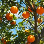 Η πορτοκαλιά (επιστ. Κιτρέα η σινική, Citrus × sinensis) είναι αγγειόσπερμο, δικότυλο, αειθαλές φυτό, που ανήκει στην τάξη των Σαπινδωδών και στην οικογένεια των Ρουτιδών (Rutaceae), δηλαδή τωνΕσπεριδοειδών (Hesperidaceae
