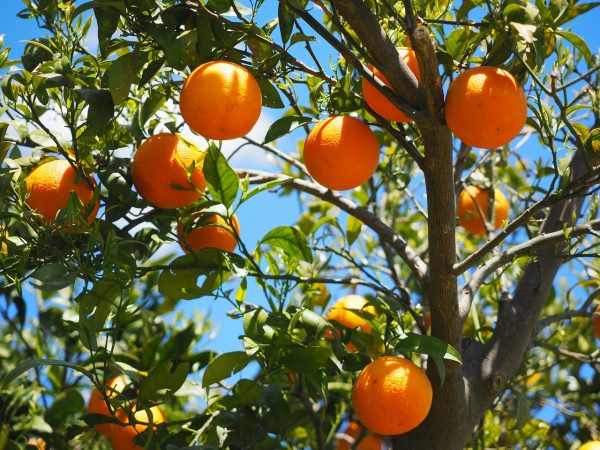 Η πορτοκαλιά (επιστ. Κιτρέα η σινική, Citrus × sinensis) είναι αγγειόσπερμο, δικότυλο, αειθαλές φυτό, που ανήκει στην τάξη των Σαπινδωδών και στην οικογένεια των Ρουτιδών (Rutaceae), δηλαδή τωνΕσπεριδοειδών (Hesperidaceae
