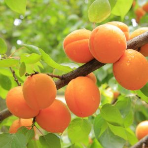 Η Βερικοκιά ανήκει στην οικογένεια Rosaceae, στο γένος Prunus. Οι σημαντικότερες καλλιεργούμενες ποικιλίες ανήκουν στο γένος Prunus armeniaca L.