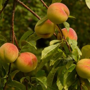 Η Ροδακινιά ανήκει στην οικογένεια Rosaceae , στο γένος Prunus. Οι σημαντικότερες καλλιεργούμενες ποικιλίες ανήκουν στο είδος Prunus persica L.