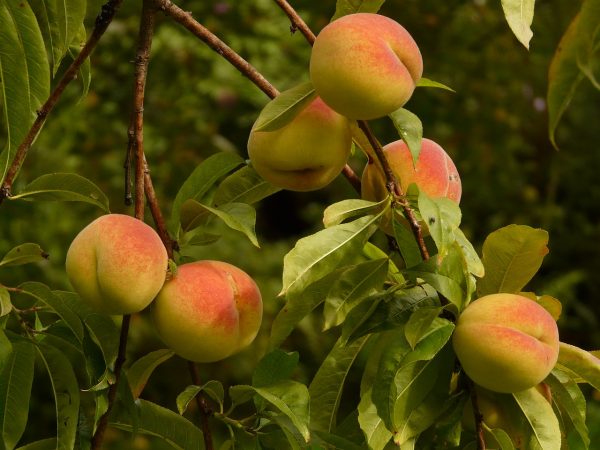 Η Ροδακινιά ανήκει στην οικογένεια Rosaceae , στο γένος Prunus. Οι σημαντικότερες καλλιεργούμενες ποικιλίες ανήκουν στο είδος Prunus persica L.