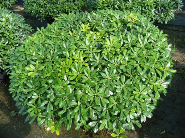 Η Αγγελική νάνα (Pittosporum tobira Nanum) είναι θάμνος αειθαλής που φτάνει σε ύψος μέχρι 0,5 μέτρα, με σφαιρική κόμη και φύλλα γυαλιστερά, δερματώδη. Είναι φυτό κατάλληλο για χαμηλή μπορντούρα, με εδαφοκλιματικές απαιτήσεις ίδιες με την Αγγελική την κοινή.