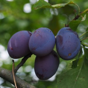 Η Δαμασκηνιά ανήκει στην οικογένεια Rosaceae, στο γένος Prunus L. Το γένος Prunus περιλαμβάνει πολλά είδη. Τα είδη με δενδροκομική σημασία είναι κυρίως τα Prunus domestica (Ευρωπαϊκή δαμασκηνιά)