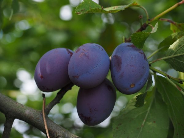 Η Δαμασκηνιά ανήκει στην οικογένεια Rosaceae, στο γένος Prunus L. Το γένος Prunus περιλαμβάνει πολλά είδη. Τα είδη με δενδροκομική σημασία είναι κυρίως τα Prunus domestica (Ευρωπαϊκή δαμασκηνιά)