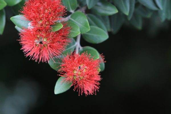 Ο μετροσίδηρος είναι θάμνος αειθαλής, με φύλλα γκριζωπά στην κάτω κυρίως επιφάνειά του και άνθη κόκκινα