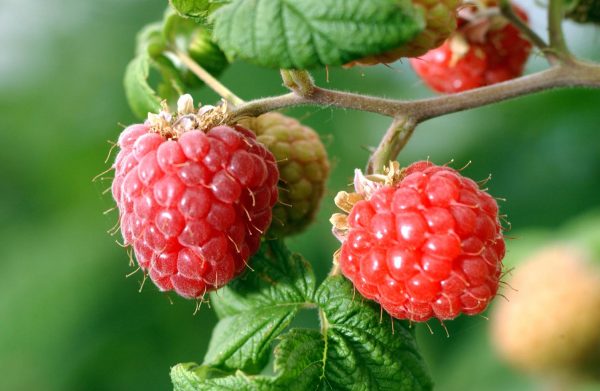 Το Σμέουρο, γνωστό και ως Φραμπουάζ (Framboise), έχει επιστημονική ονομασιά Rubus ideaus (βάτος η ιδιαία). Είναι πολυετές φυτό που παράγει μικρού μεγέθους κόκκινους καρπούς. Έχει απλά πτεροειδή ή σύνθετα παλαμόειδή φύλλα και λευκά ή ρόδινα άνθη
