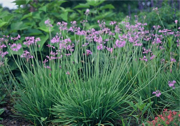 Η Τουλμπάχια (Tulbaghia violacea) είναι ποώδες πολυετές φυτό, με ταινιόμορφα φύλλα, χρώματος γκριζοπράσινο. Κύριο χαρακτηριστικό είναι η ανθοφορία του με άνθη χρώμα τος μωβ