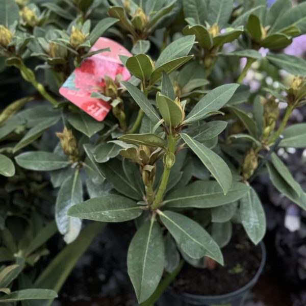 ΡΟΔΟΔΕΝΔΡΟ