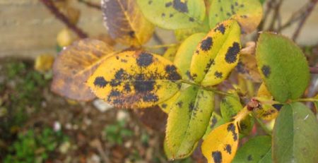 Η Μελανή κηλίδωση αποτελεί μια ιδιαίτερα διαδεδομένη ασθένεια για την καλλιέργεια της τριανταφυλλιάς οφείλεται στον ασκομύκητα Diplocarpon rosae