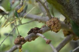 Η καρκίνωση φυματίωση της ελιάς είναι μια πολύ συχνή και διαδεδομένη ασθένεια που παρατηρείται σε ελαιόδεντρα σε όλη την Ελλάδα. Η ασθένεια οφείλεται στη προσβολή του δένδρου από το βακτήριο Pseudomonas savastanoi pv. savastanoi.