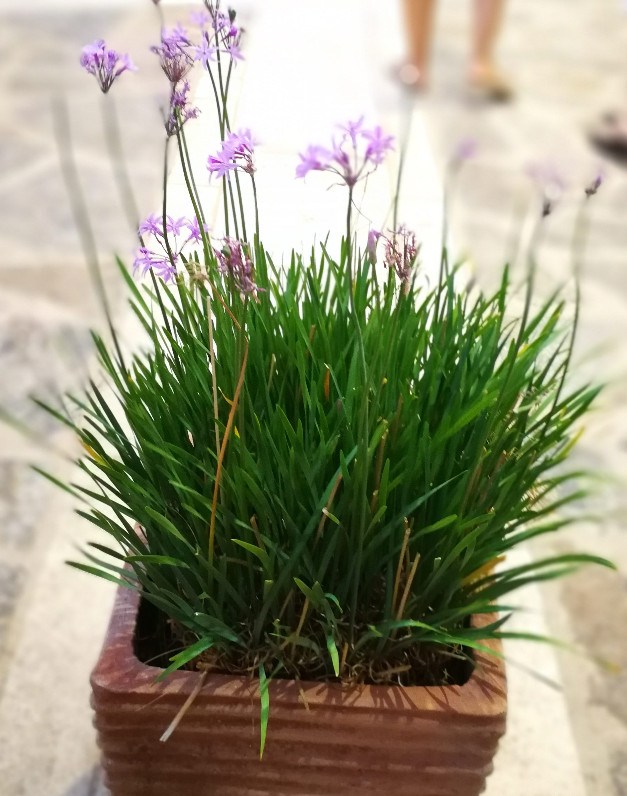 Η Τουλμπάχια Tulbaghia violacea, είναι ταχέως αναπτυσσόμενο, βολβώδες φυτό. Τα φύλλα της είναι μακριά, στενά, ελαφρώς σαρκώδη, πράσινα ή πανασέ (πρασινοκίτρινα) με έντονη τη μυρωδιά του σκόρδου.