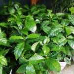 Η Κοφέα αράμπικα, Coffea arabica, προέρχεται από την Αιθιοπία, ενώ η Coffea canephora από την Ουγκάντα. Καλλιεργείται εντατικά στη λατινική Αμερική και στην Αφρική.