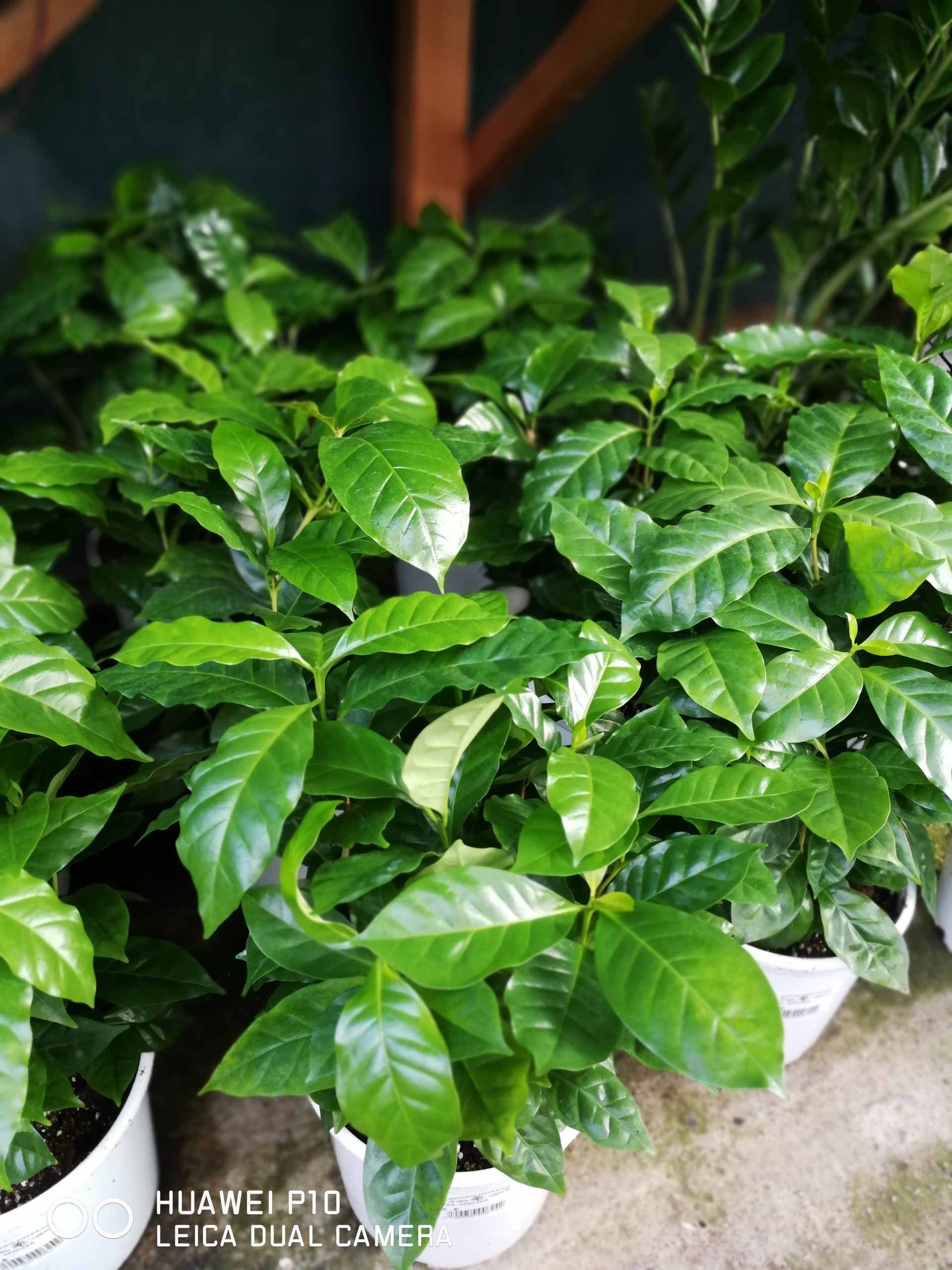 Η Κοφέα αράμπικα, Coffea arabica, προέρχεται από την Αιθιοπία, ενώ η Coffea canephora από την Ουγκάντα. Καλλιεργείται εντατικά στη λατινική Αμερική και στην Αφρική.