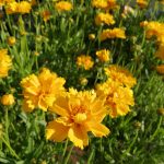 Κορέοψη – εντυπωσιακά κίτρινα άνθη Η Κορεόψη (Coreopsis verticillata «Grandiflora») περιλαμβάνει τρία χαρακτηριστικά είδη που καλλιεργούνται συχνότερα και είναι πιο διαδεδομένα.