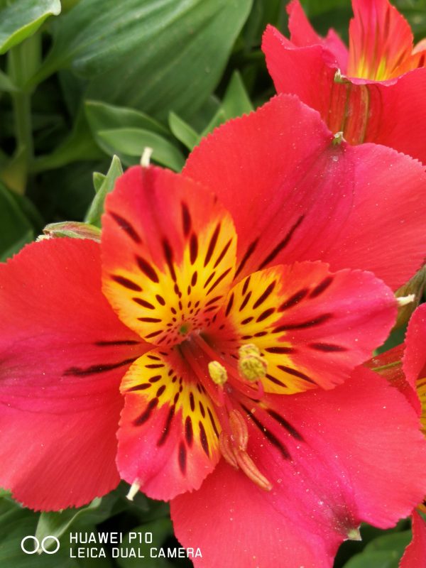 Η Αλστρομέρια είναι ένα μεγαλοπρεπές καλλωπιστικό φυτό με εντυπωσιακά λουλούδια που κατάγεται από την Νότιο Αμερική. Είναι γνωστό και ως «το κρίνο του Περού» ή «ο κρίνος των Ίνκας».