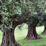 πάρχει μέλλον για την ελαιοκαλλιέργεια; - Πυκνή φύτευση ελιών Σε όλη την υφήλιο, από την Αργεντινή έως την Αυστραλία, κάθε χρόνο φυτεύονται εκατομμύρια Ελαιοδενδρύλλια. Αυξάνει βέβαια η ζήτηση για κατανάλωση του ελαιόλαδου, καθώς ολοένα και περισσότερα κοινωνικά στρώματα αποκτούν την δυνατότητα καλύτερης και ποιοτικότερης διατροφής, αλλά και η παραγωγή καλπάζει.